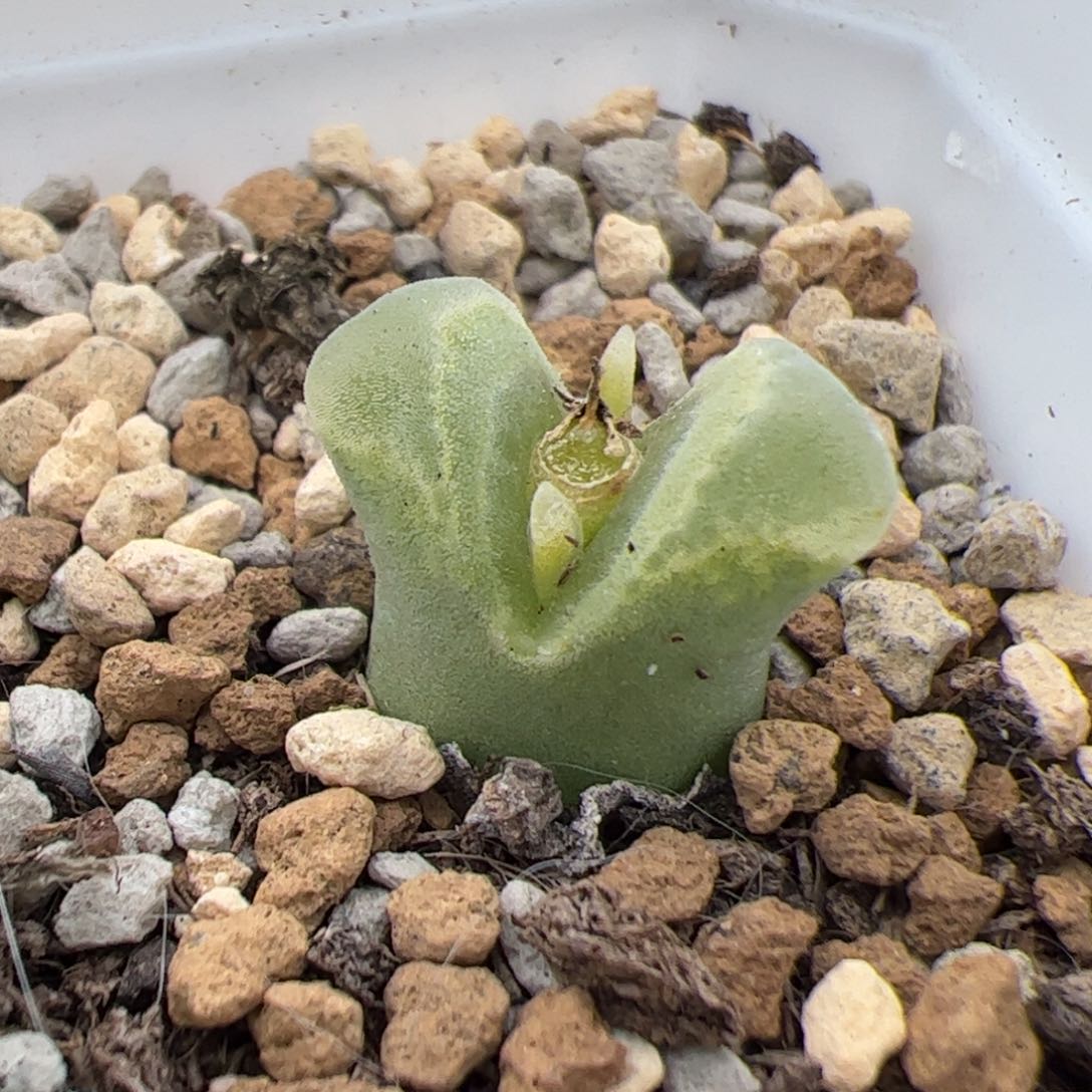 0276号冰风铃 多肉植物