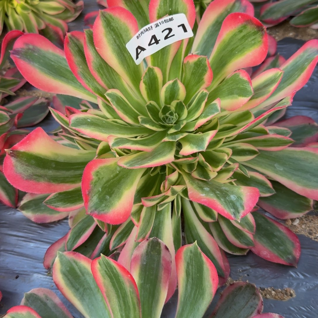421妖月。多肉植物