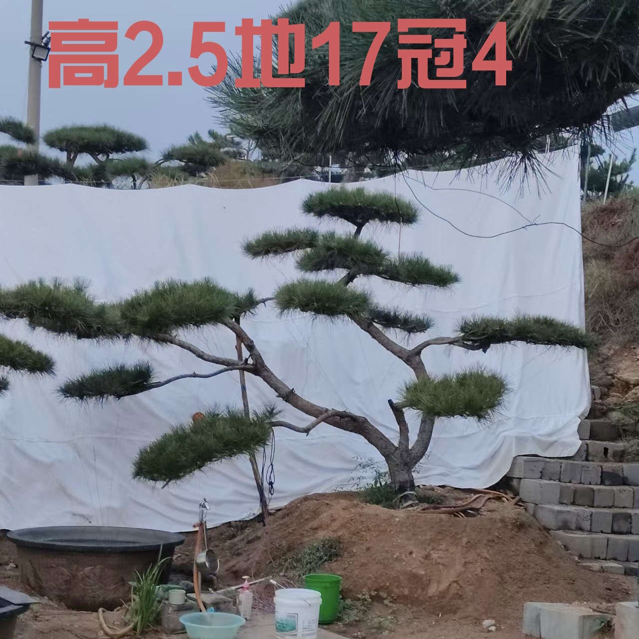 造型松，园林景观必选