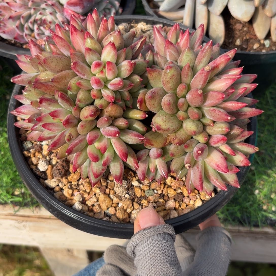 二代虞美人15头888888888888