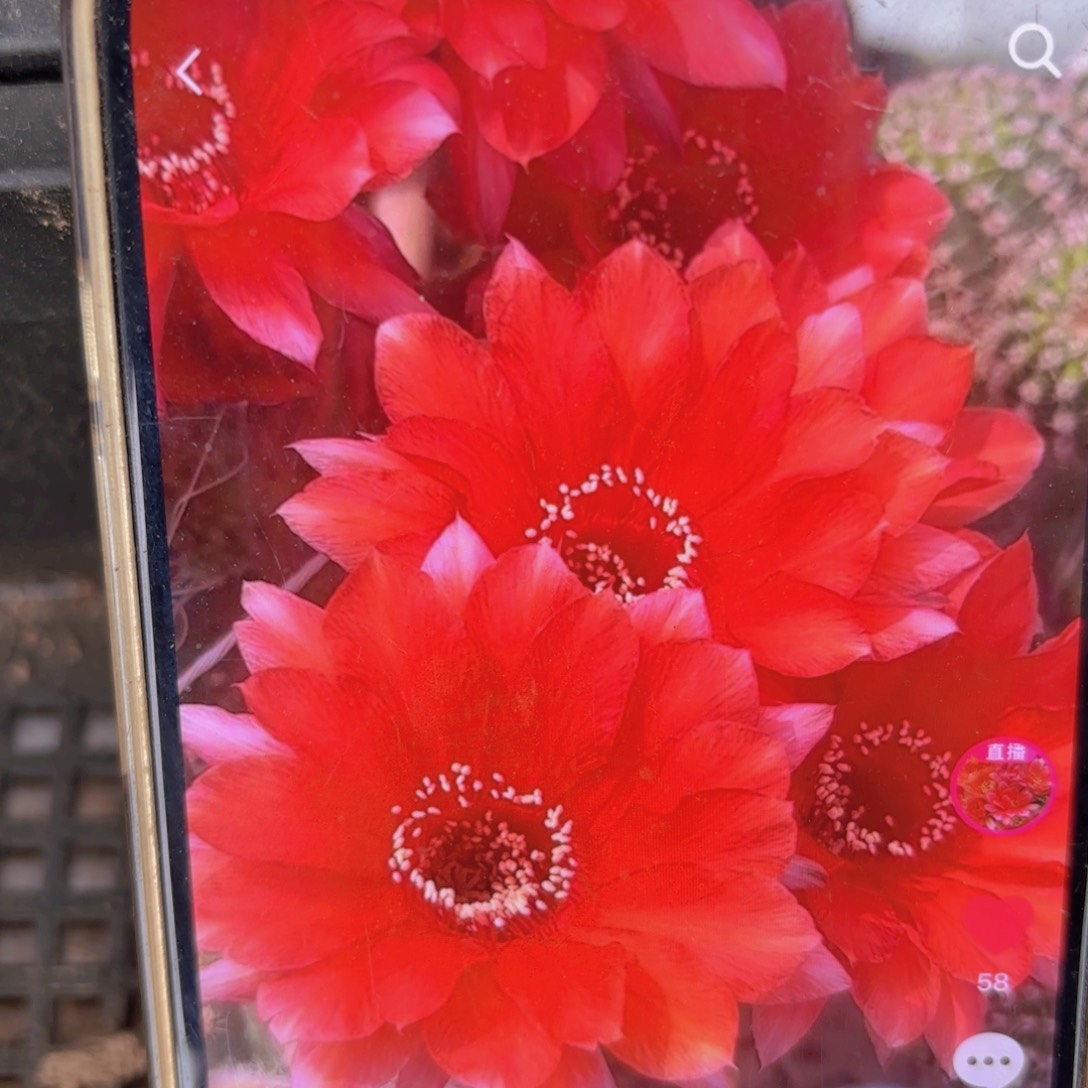 16-21金刚侧牙20包邮仙人球