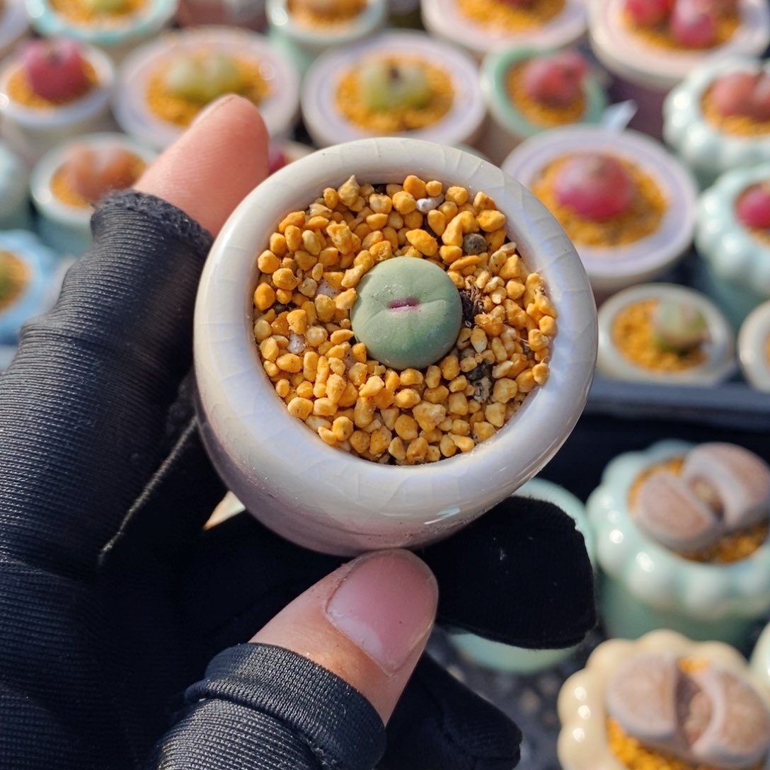 5079--一物一拍 带盆 1865.21