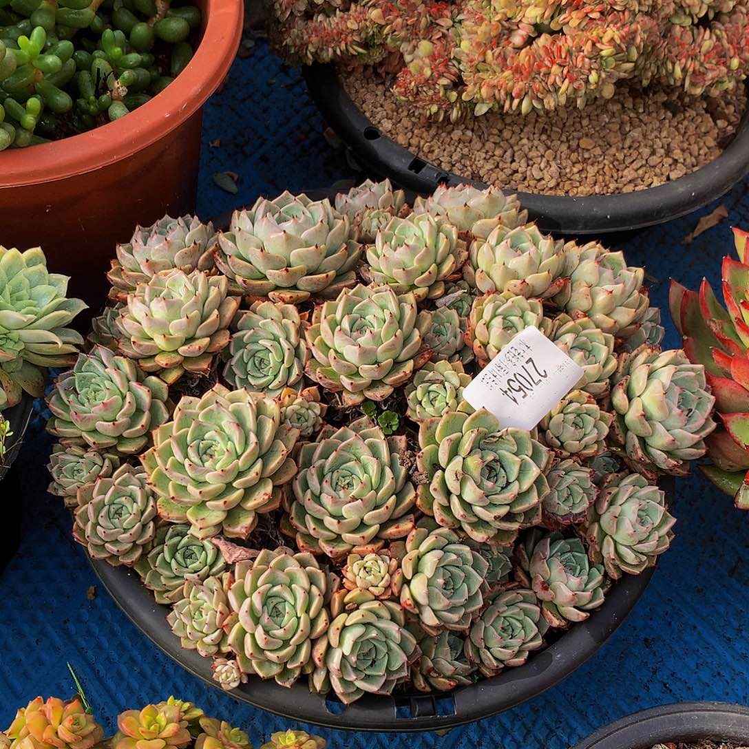 秋***风     沙罗姬牡丹多肉27054