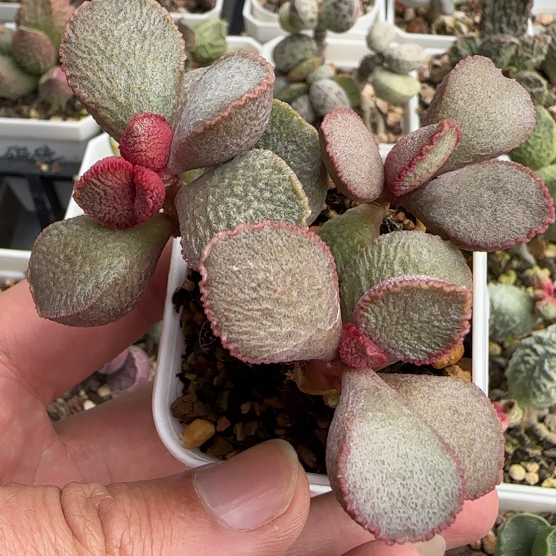 900号水泡多肉植物