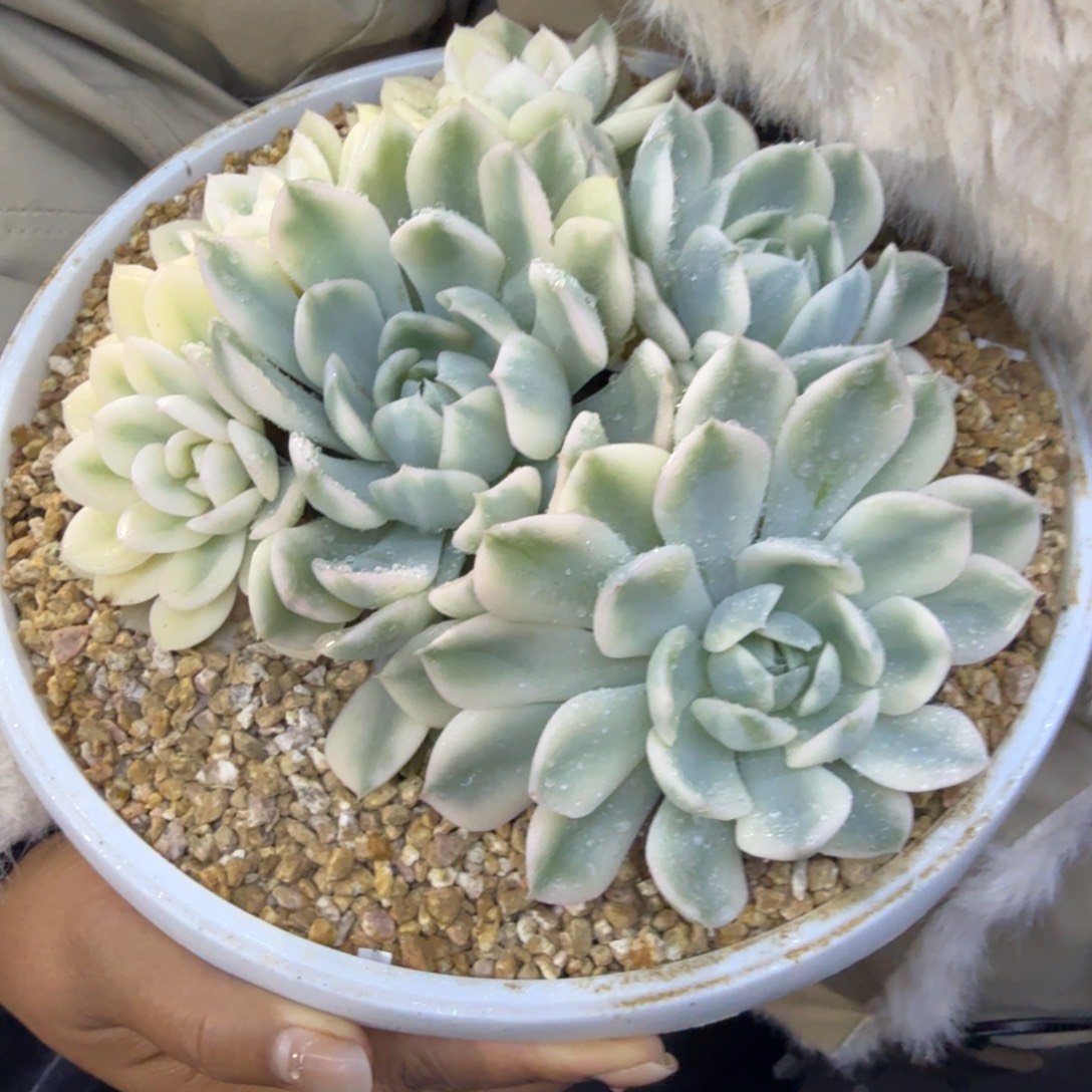 橘***子左上角月亮仙子锦群