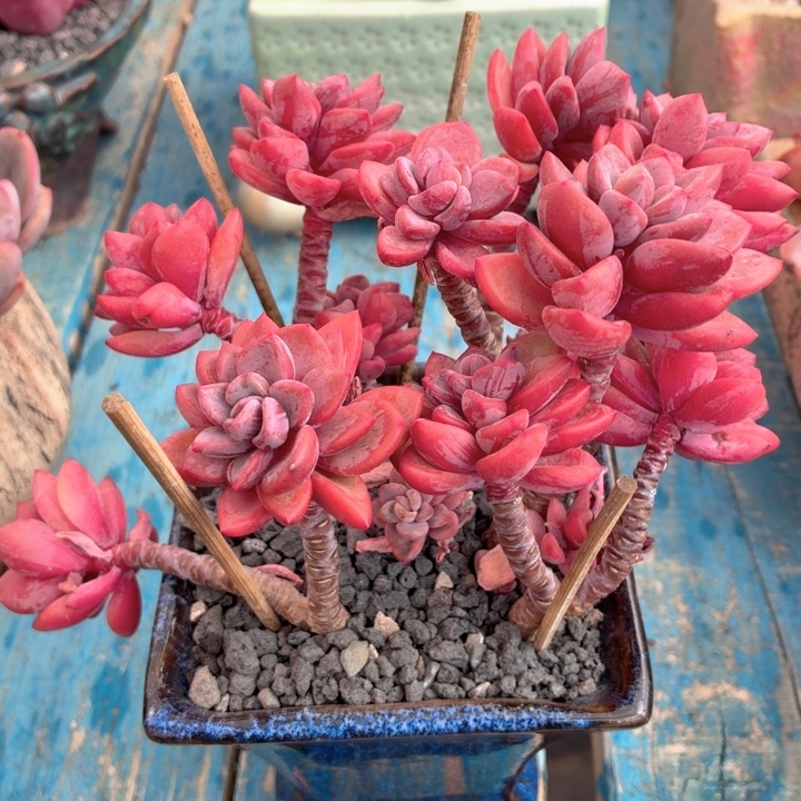 多肉植物 紫心一物一拍-4