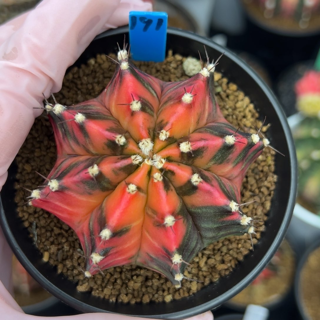 191泰系米哈锦，带盆土发货