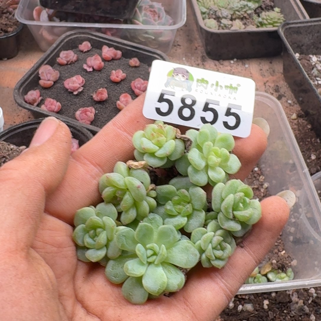 多肉植物多肉植物