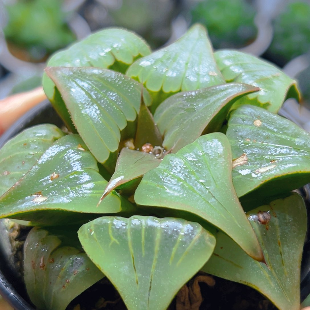 媚凤万象盆玉露多肉