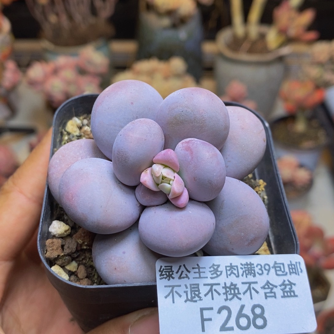 268芭比奶多肉5c m