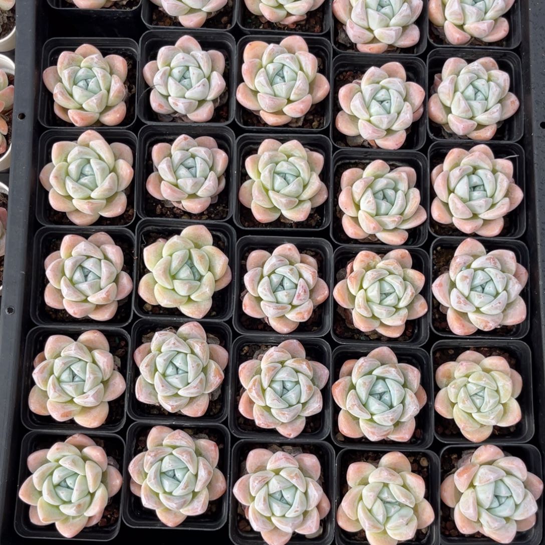 云尘多肉一物一拍，702，3棵
