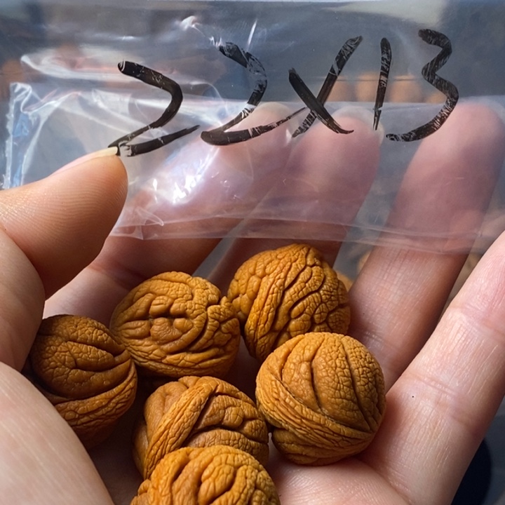 文玩核桃手串秦岭野生龙纹桃核22