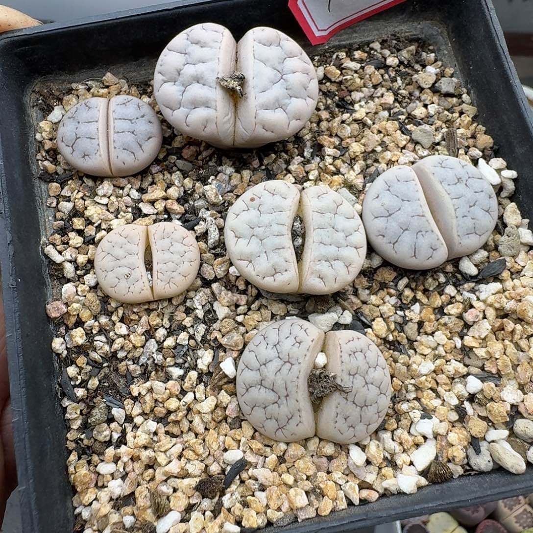 130六颗荒玉母本多肉