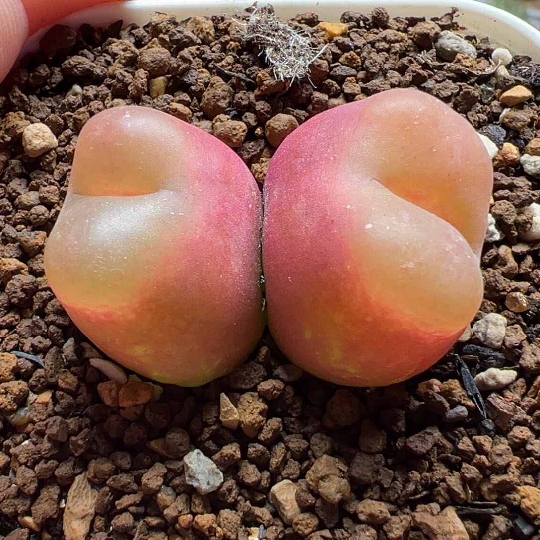 水蜜桃多肉植物盆栽栽培