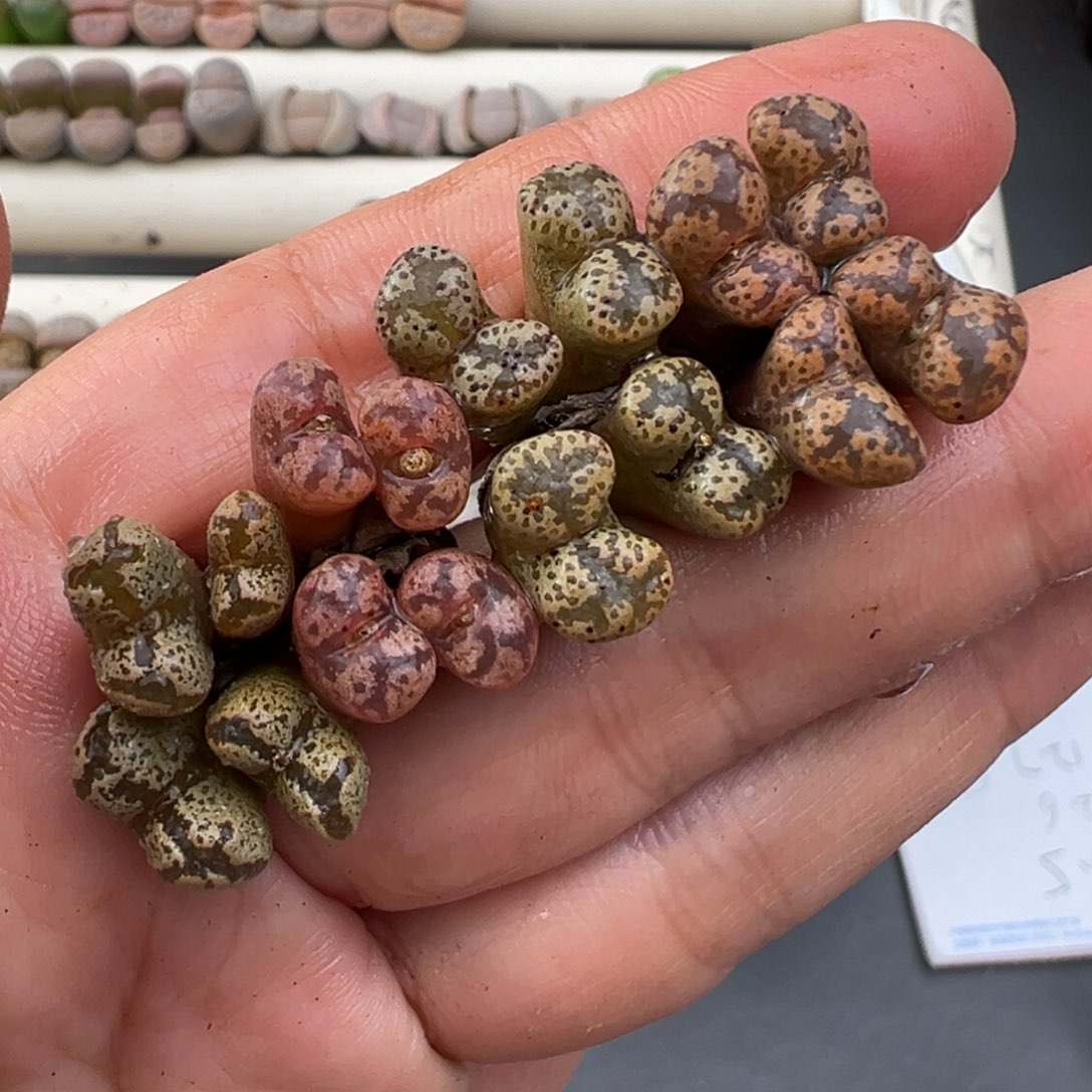 12.12好看的多肉脱土发货777