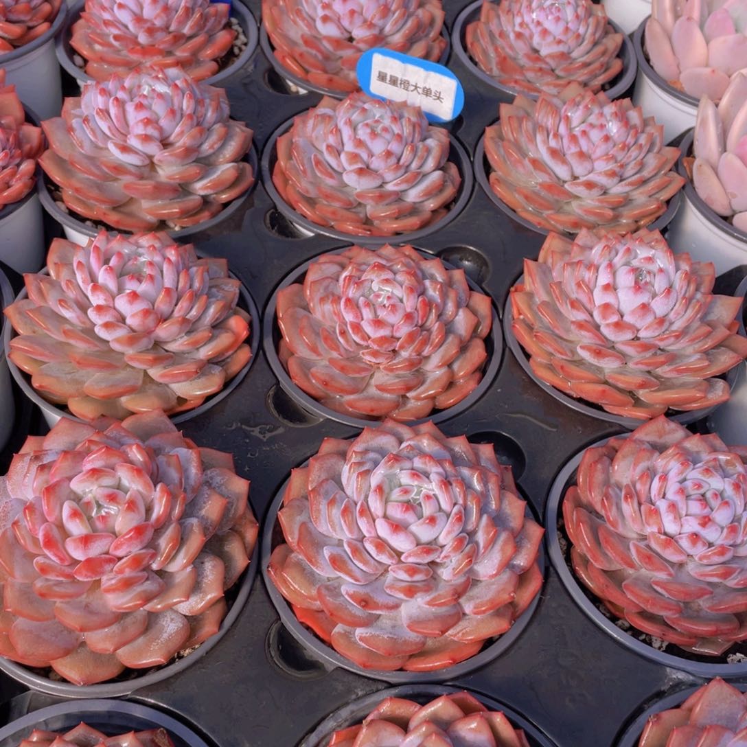 量拍31号 星星橙大单头一个