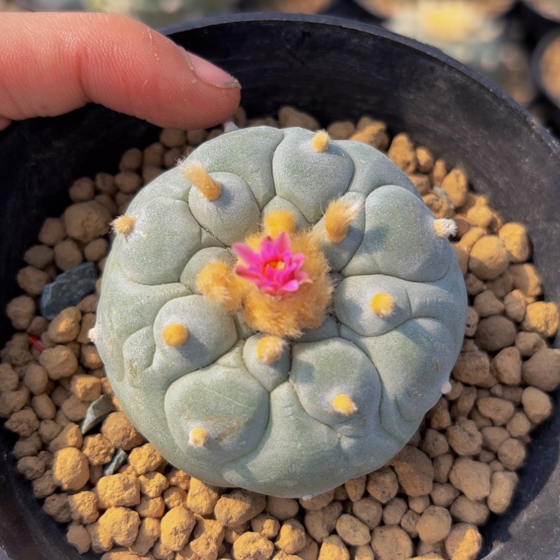 G72 g g g g g g g g g