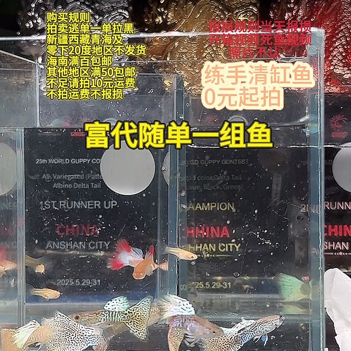 孔雀鱼黄蛇王一组