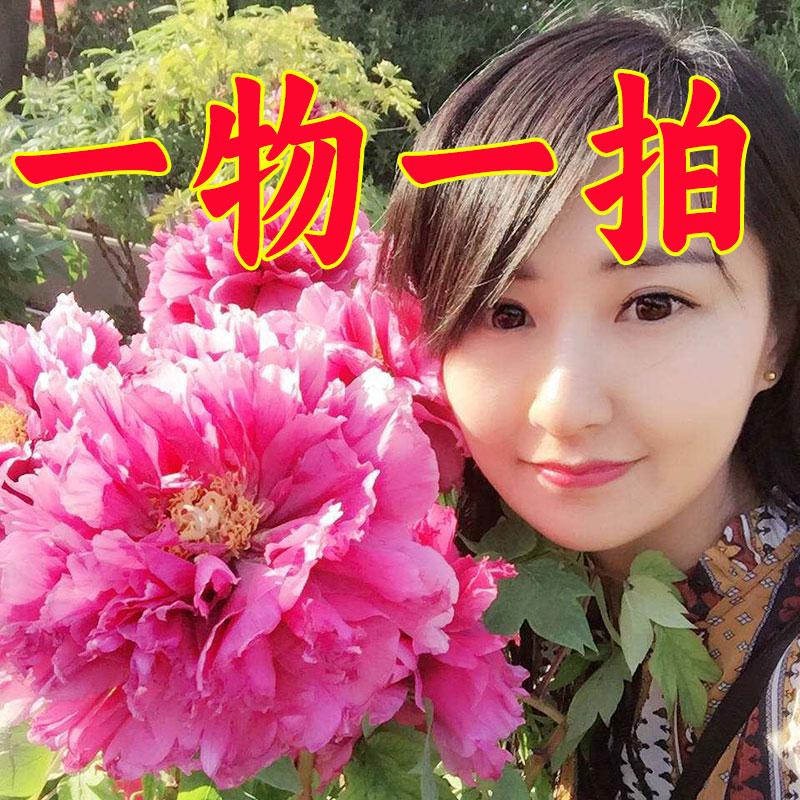 一物一拍 洛阳牡丹花苗