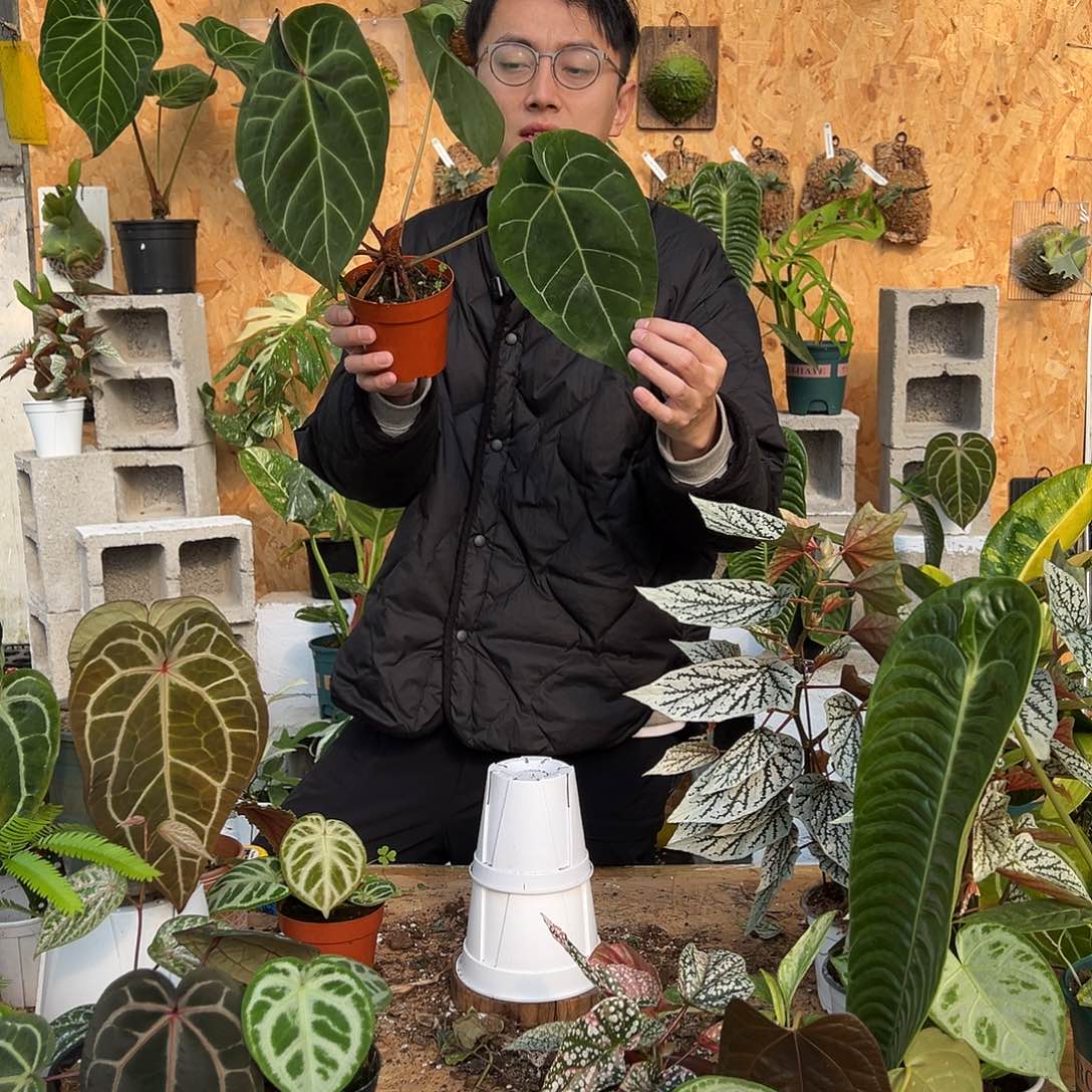 完全开放B03老桩花烛