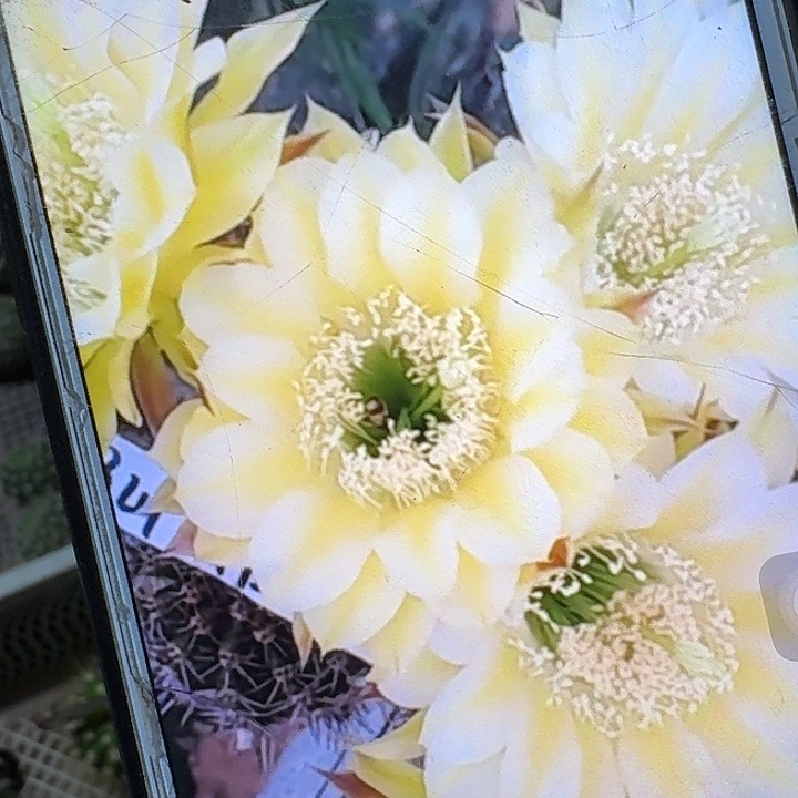 伊卡洛斯侧芽4公分彩草
