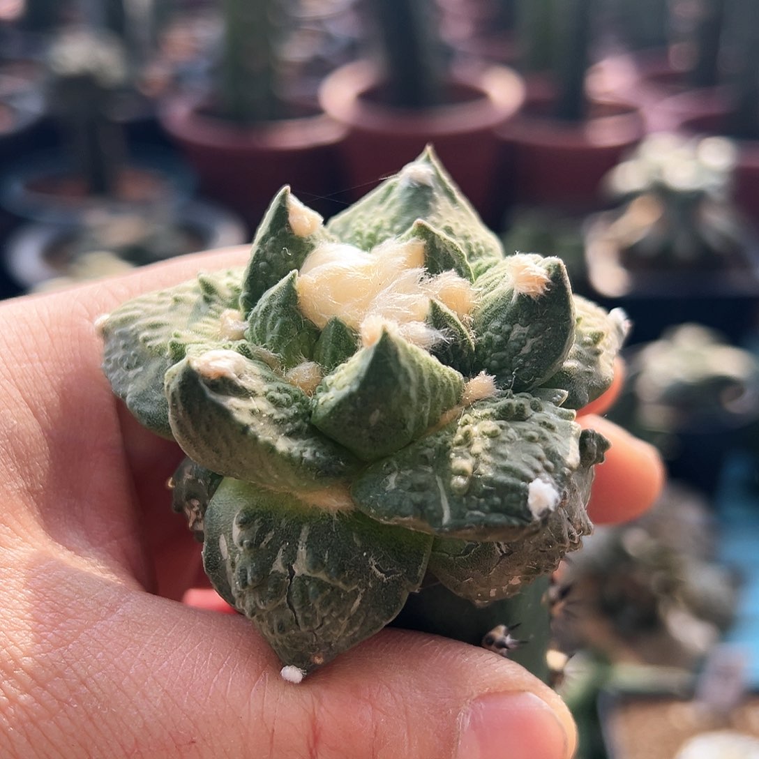 123龙牙怒新年快乐mmm