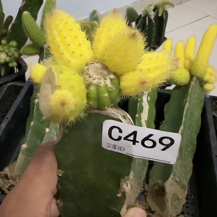 嫁接彩舞柱锦469