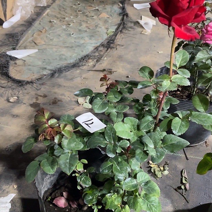 当前无花朵，栽培后可花朵12