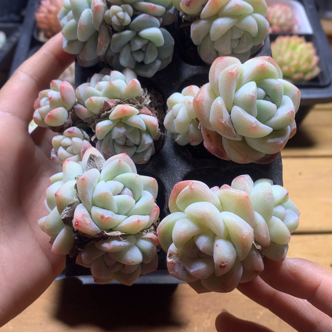 精品冰玉组合一物一拍