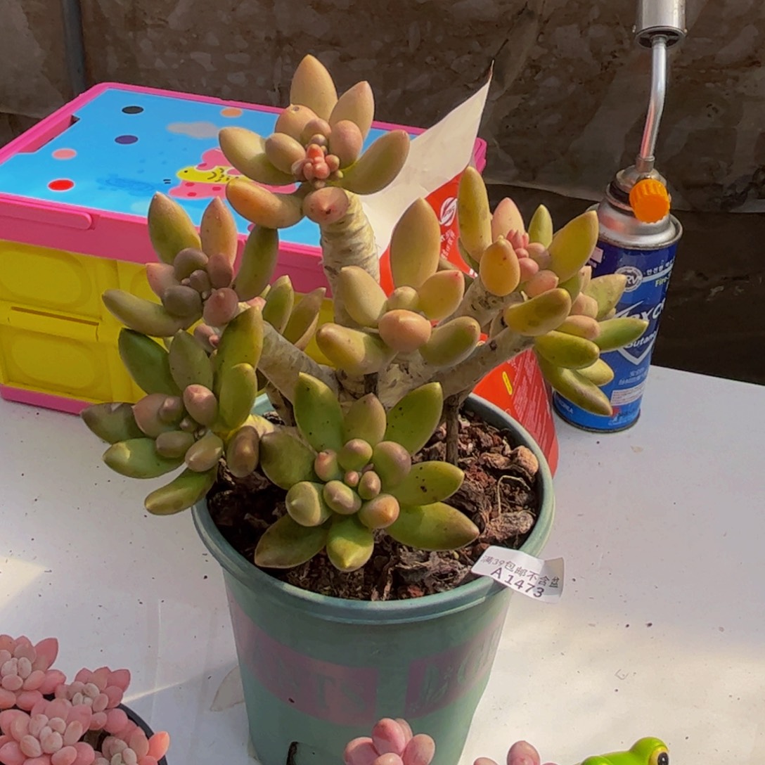 用***8473芒果奶老桩16cm多肉植物