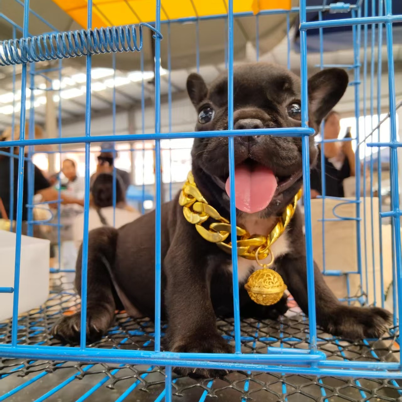多功能超大加粗可折叠狗笼通用语小型犬，八哥犬，法牛犬等