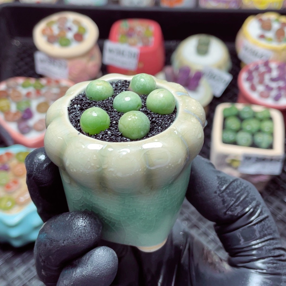 w3650--带盆土发货，零下地区拍保温箱