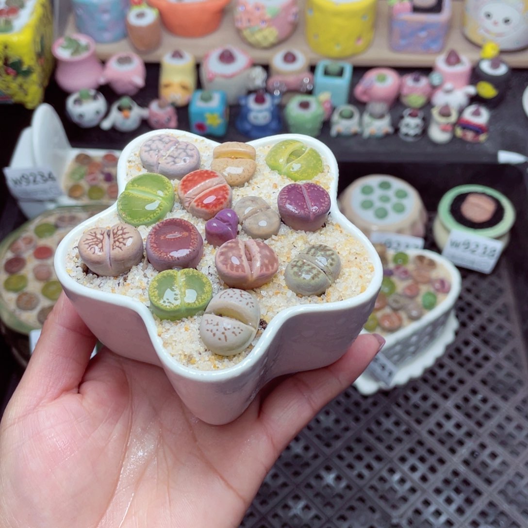 w9242 带盆土发货-零下地区拍保温箱