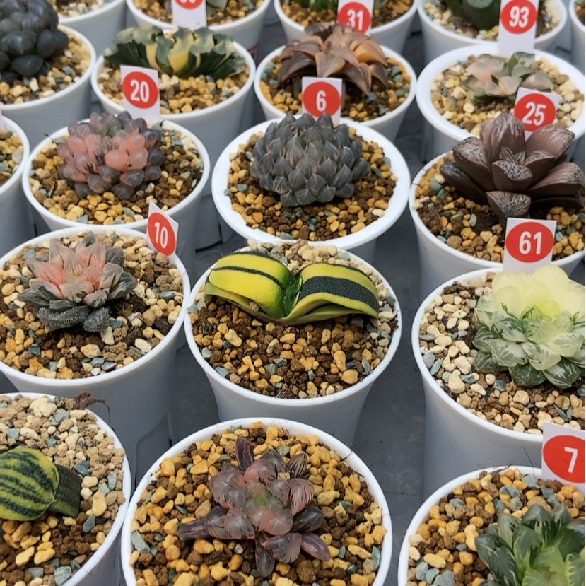 【闪购商品】生****甜卧牛锦8