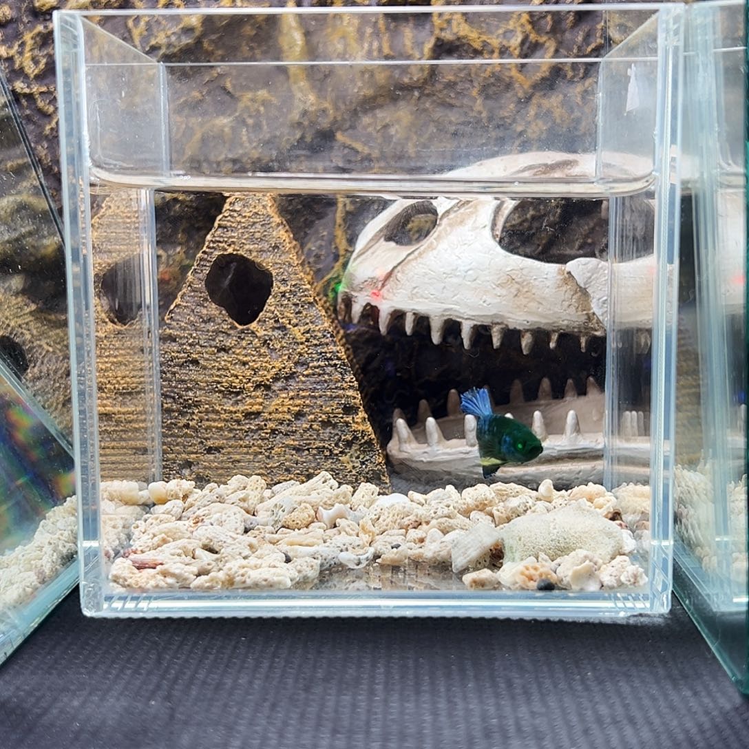 斗鱼精品精品精品精品精品