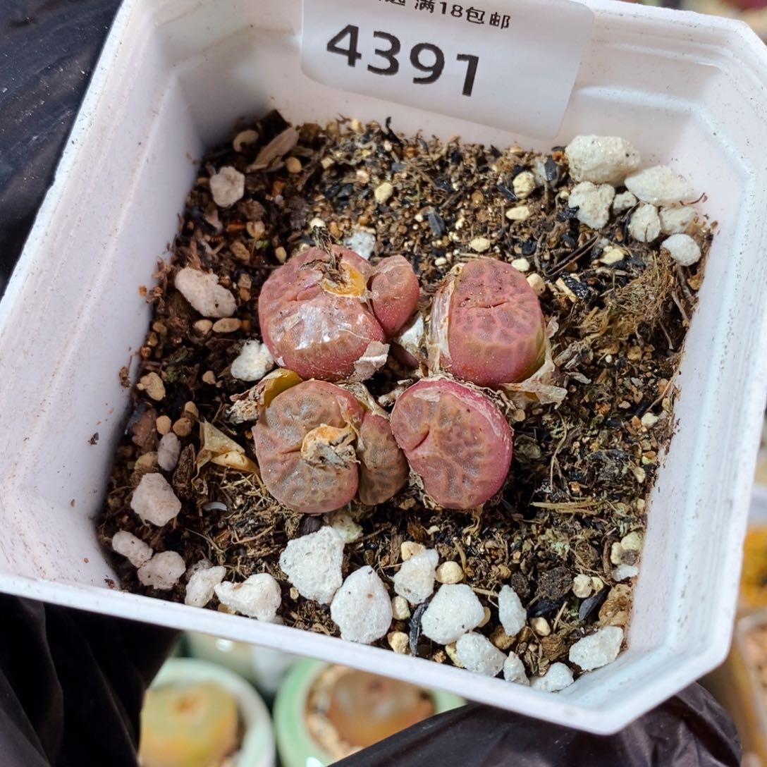 4391-一物一拍 带盆