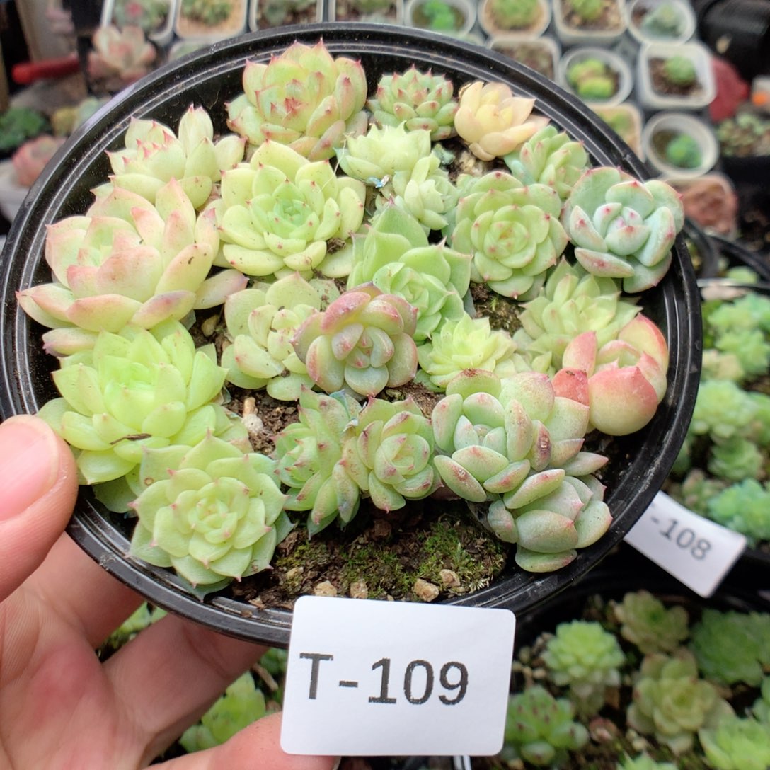 无花朵T109英语英语