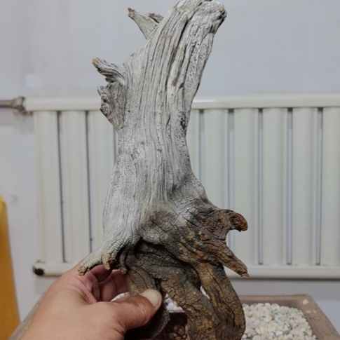 柏木（崖柏）暗*崖柏根艺根雕天然