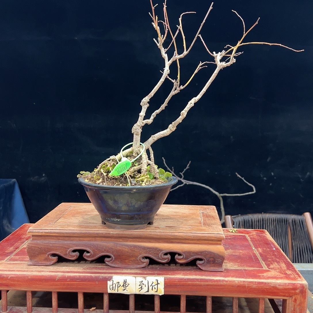 金***前无花朵进口杂木盆栽