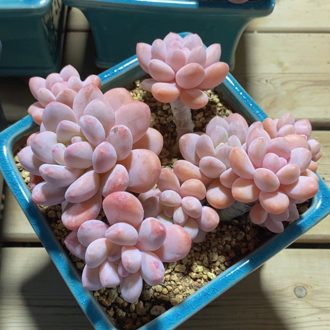 多肉私语，时光慢煮-8