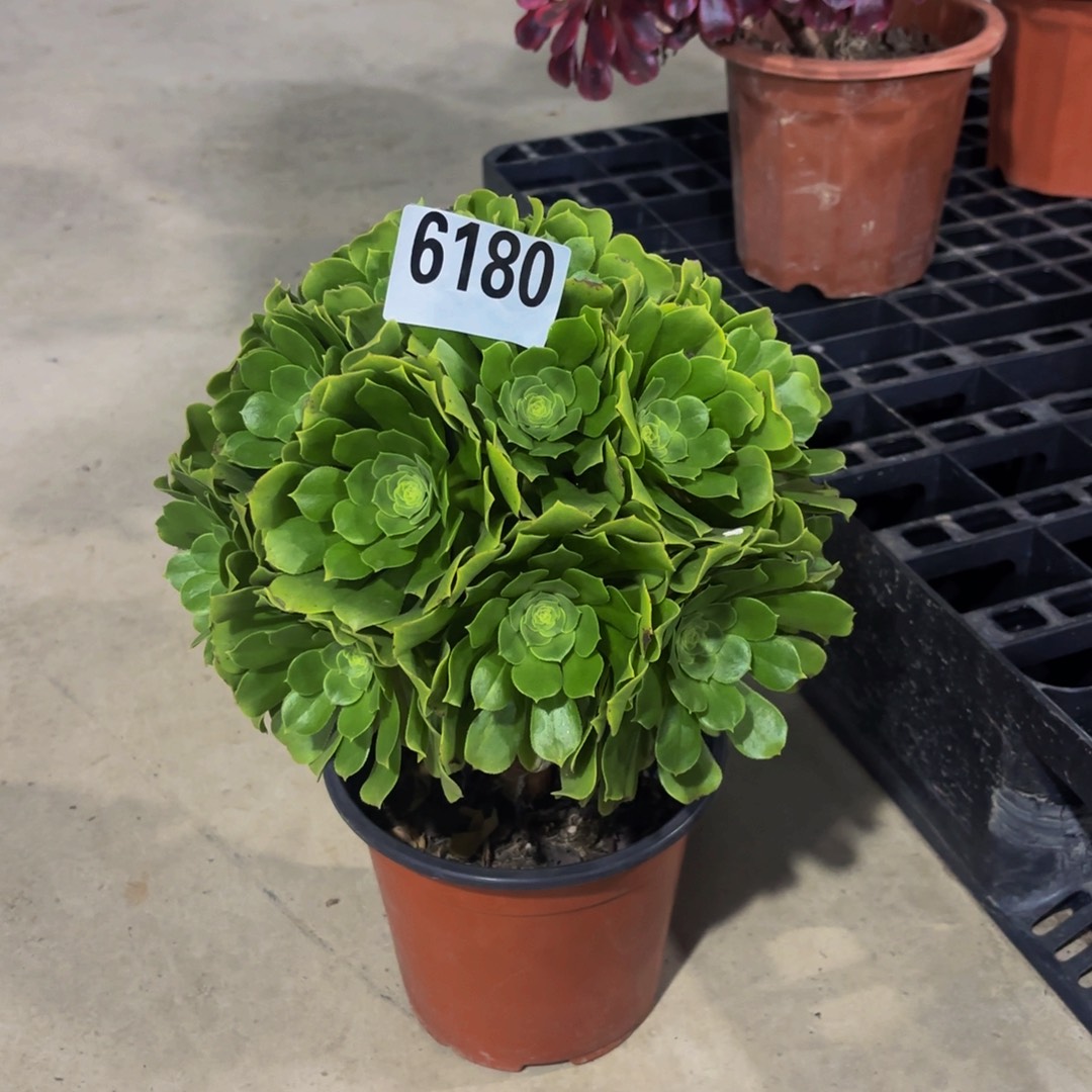 纹***晏无花朵6180绿杨蓉111111