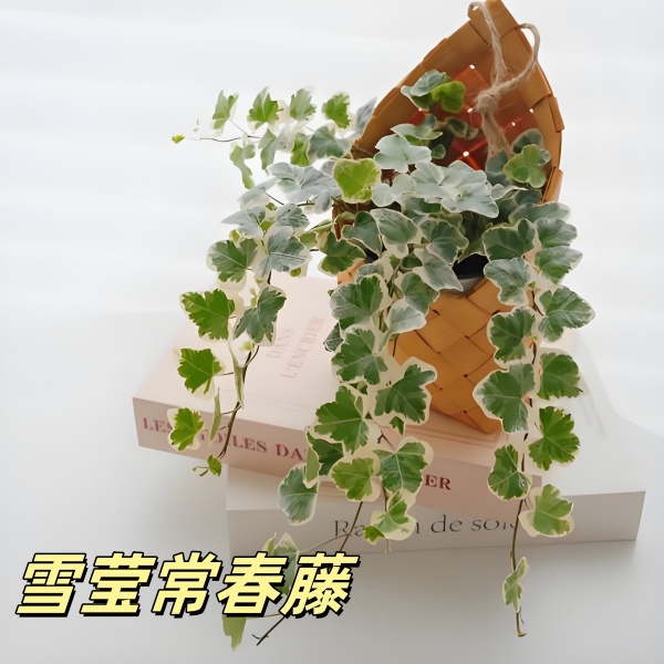 雪莹常春藤ins风绿植办公室电脑桌面盆栽 爬藤植物新手好养易活