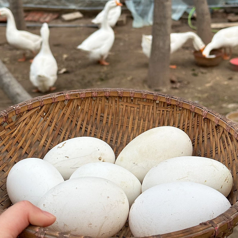【到手20枚 买10枚送10枚】农家现捡现发散养新鲜鹅蛋仔鹅蛋2