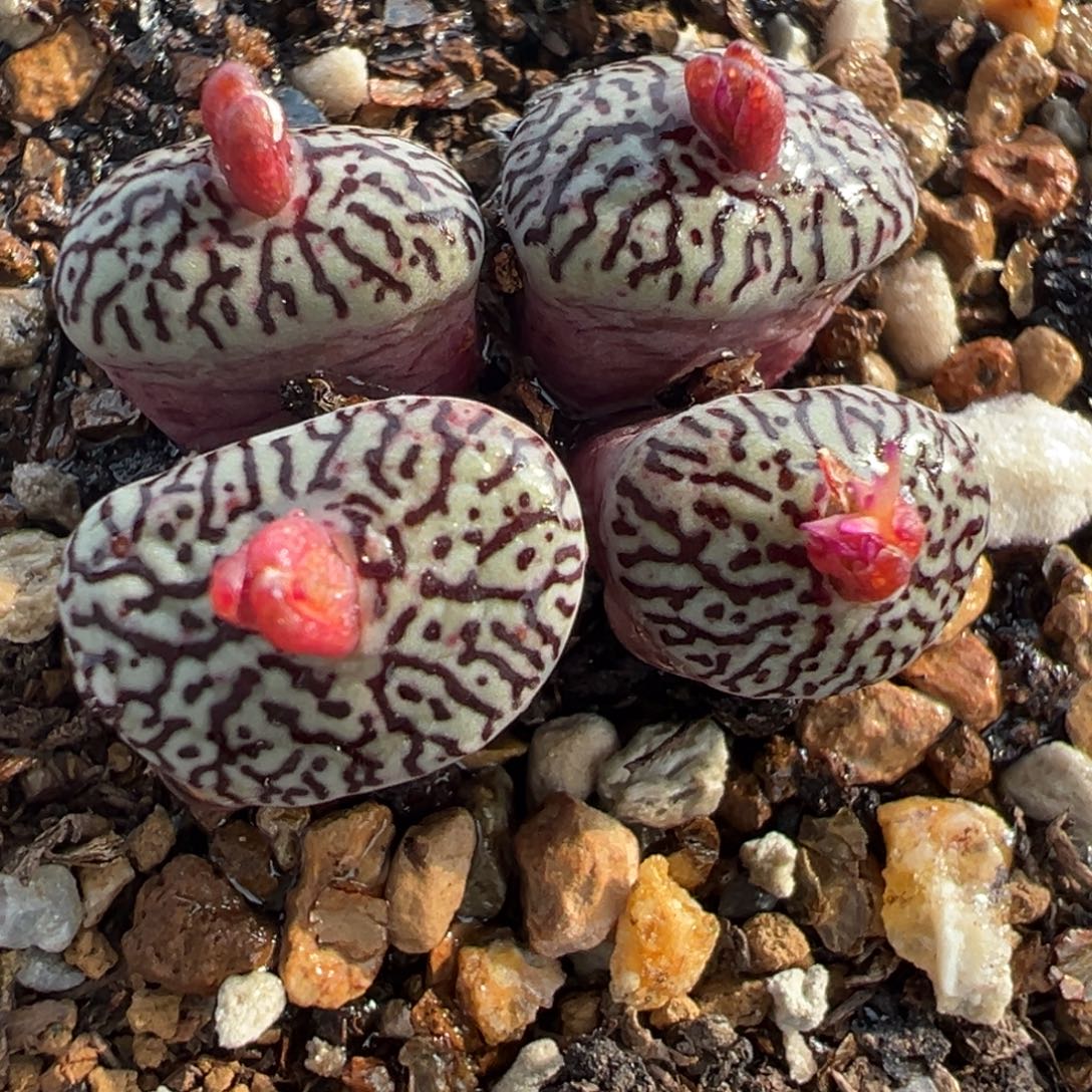 456多肉植物种类多样