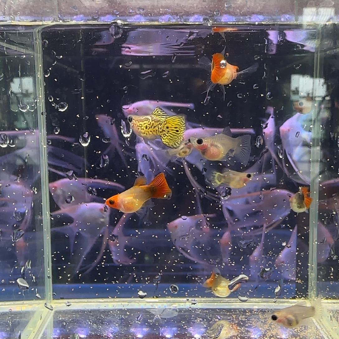 孔雀鱼瑕疵玻璃猫苗10条随机