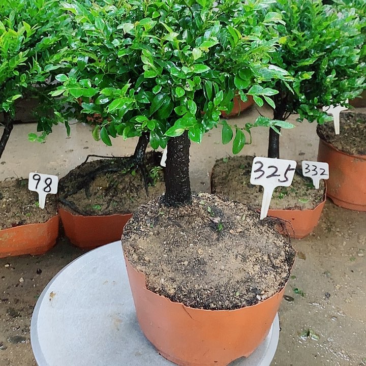 当前无花栽培后可以开花