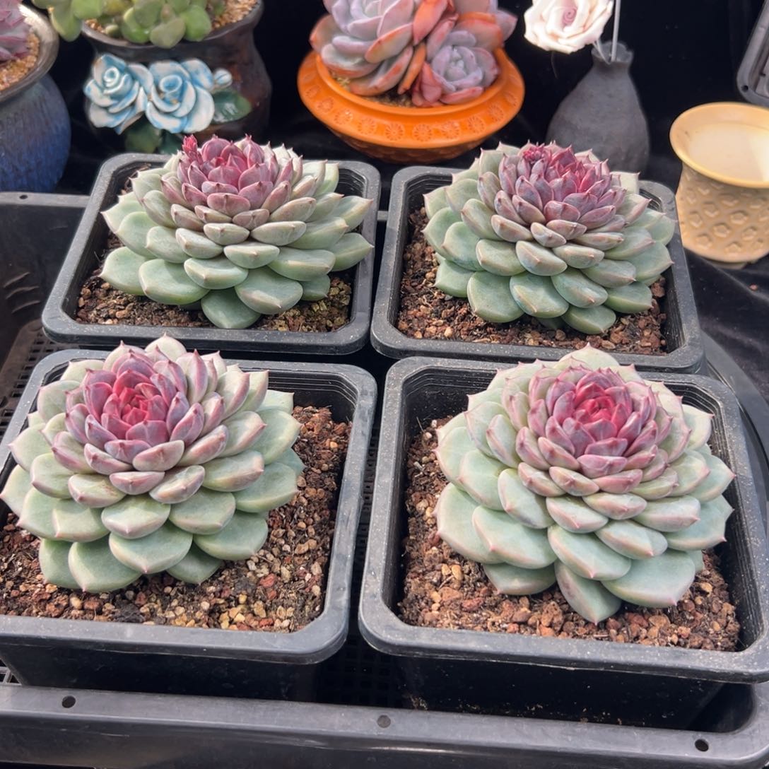 从前慢花园多肉编号1125-紫晶