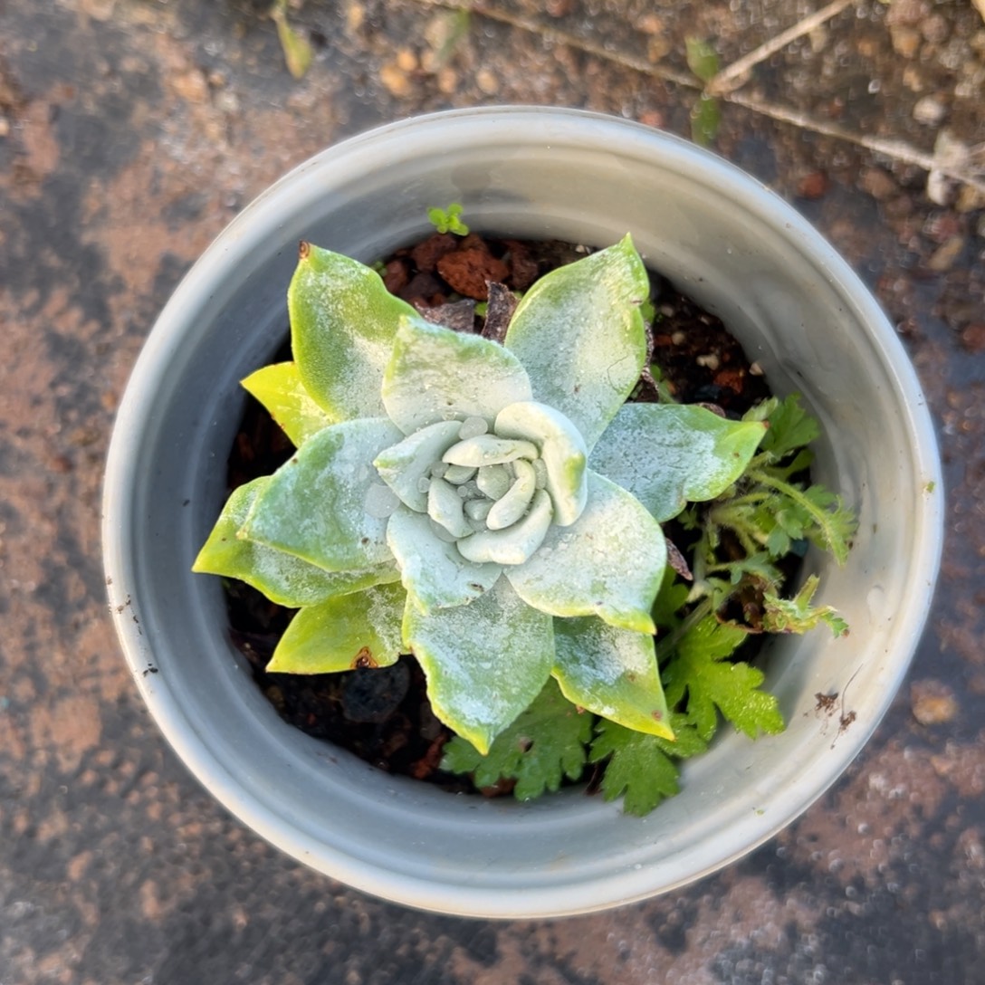 布瑞东尼～一物一拍2680