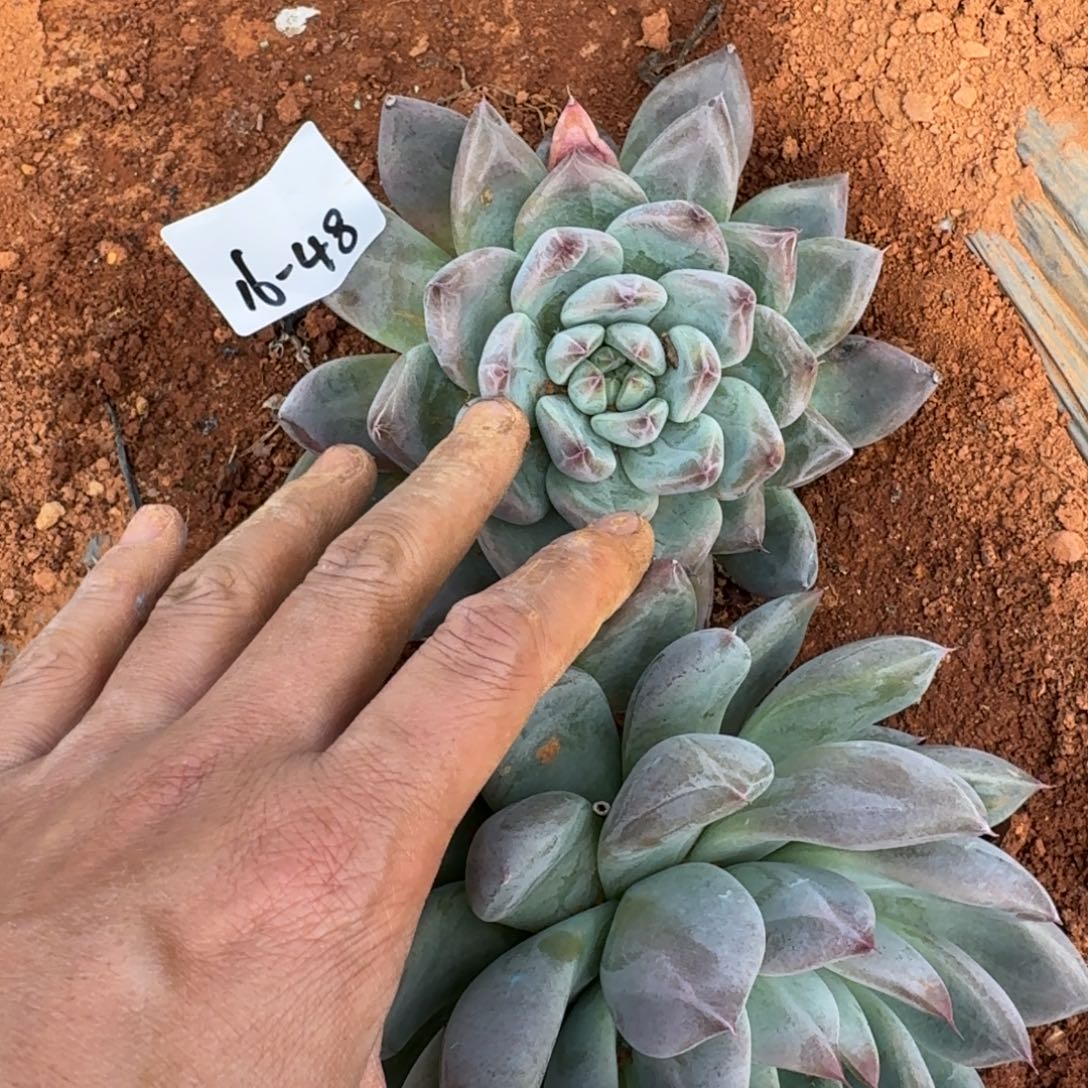 16-48小婚戒两颗量拍发货