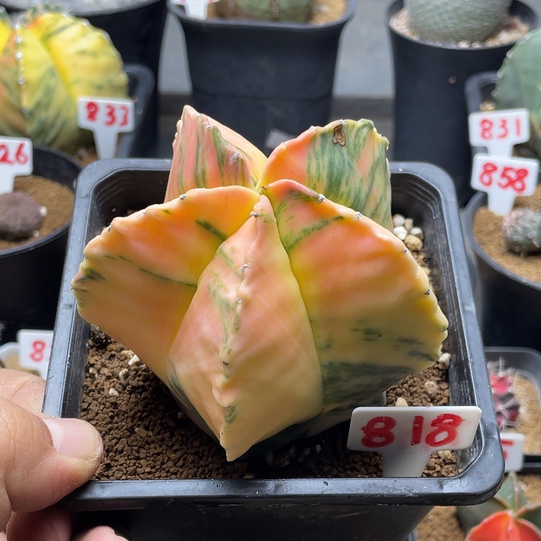 酸***罐粉丝专拍仙人球多肉